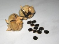 malva semena