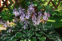 Hosta Francee цветы