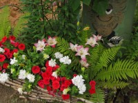 лилии у Кузьки 6