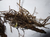 2012 0307 флокс Orange Perfection форум