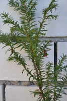 DSC 0713