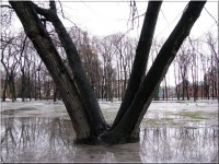 букет