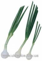 onion7