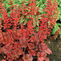 heuchera cherry cola 2b qpr qpr