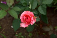 DSC03716