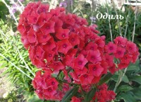 Одиль копия