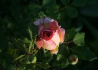 Jubilee Celebration