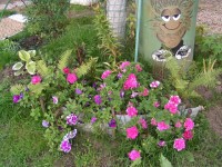 петуньки у кузьки