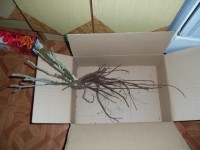 Изображение 002