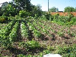 IMG 2863