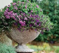 verbena