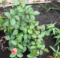 Чиппендейл2