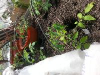 tmp 24749 20170511 121852 76545181