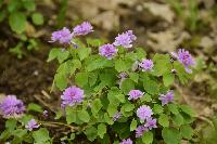 Anemonella thalictroides Shoaffs double pink