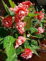 Клубневая бегония Camelia