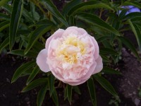 SL373119