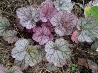 гейхера Morning Star