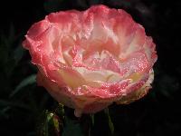 DSCN0625