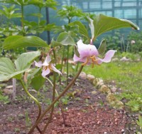 Trillium catesbaei