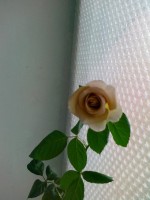 амнезия