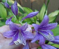 Aomory Gold Star