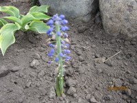 Мускарь опоздавший