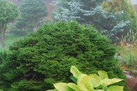 Picea abies Kirzhach