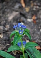 Gentiana whittallii