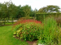 Persicaria amplex  J S  Caliente2