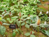 Trillium cuneatum