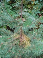 IMG 6075