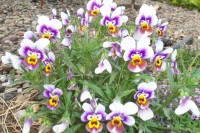 Изображение 069