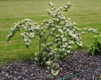 Cotoneaster lacteus A