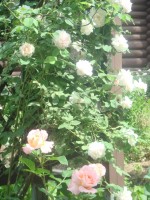 DSC00389