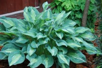 Hosta Kiwi Full Monty