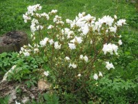 рододендрон даурский