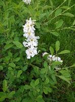 P60528 205707