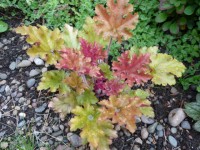 №21 МАРМЕЛАД 27 7 11