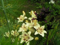 Centerfold и Ландини