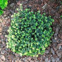 Abies balsamea Kiwi