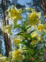 ЛИЛИИ 17 ИЮЛЯ 2010