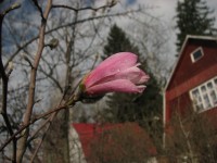 Магнолия Лебнера Леонардо Мессел
