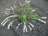 Изображение1 045