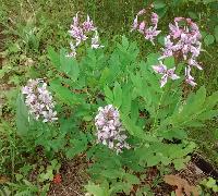 IMG 20150612 082356