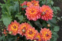 Фаер Пот куст