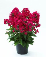 2356 Phlox Red Flame