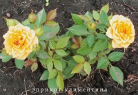 Изображение 016