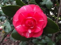 DSCF0406