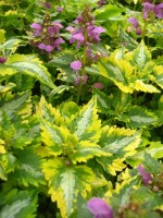 яснотка  Anne Greenaway