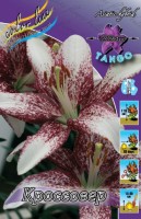 lilium crossover